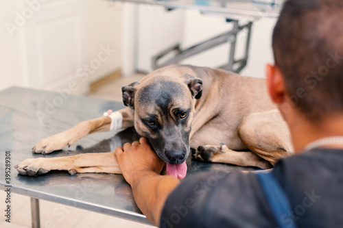 Sick dog lying on veterinary table and getting embraced by his owner. Animal not feeling well getting treatment.