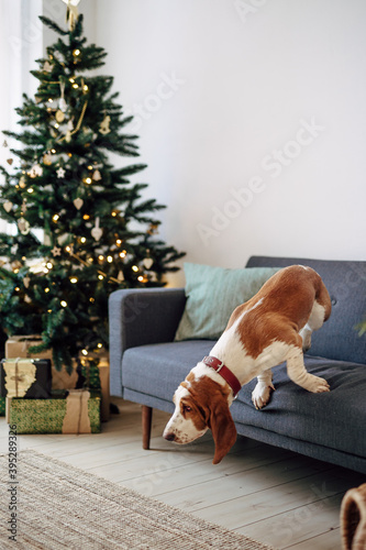 Dog breed Basset Hound jumping off the gray couch on the background of a Christmas tree with New Year's decor. Motion Blur and Selective Focus