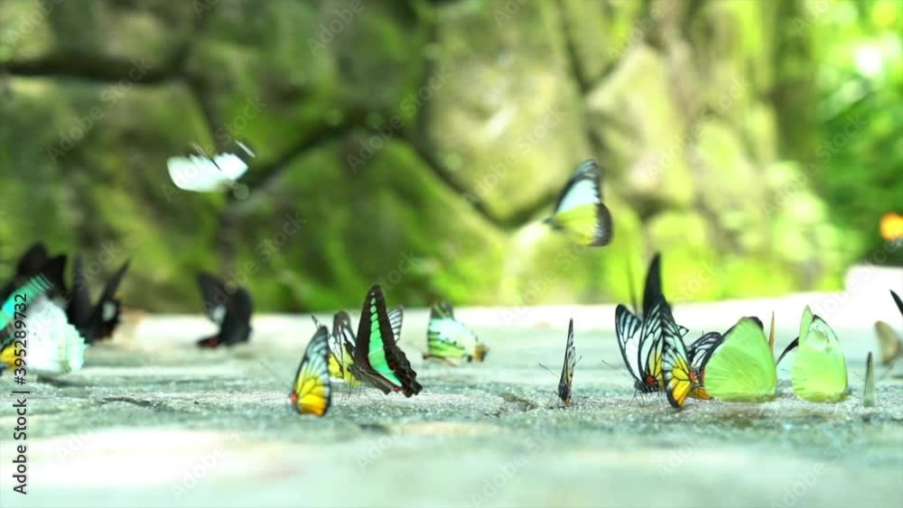 Colorful butterflies of variety species, flying and resting on ground in a lovely garden. Slow motion