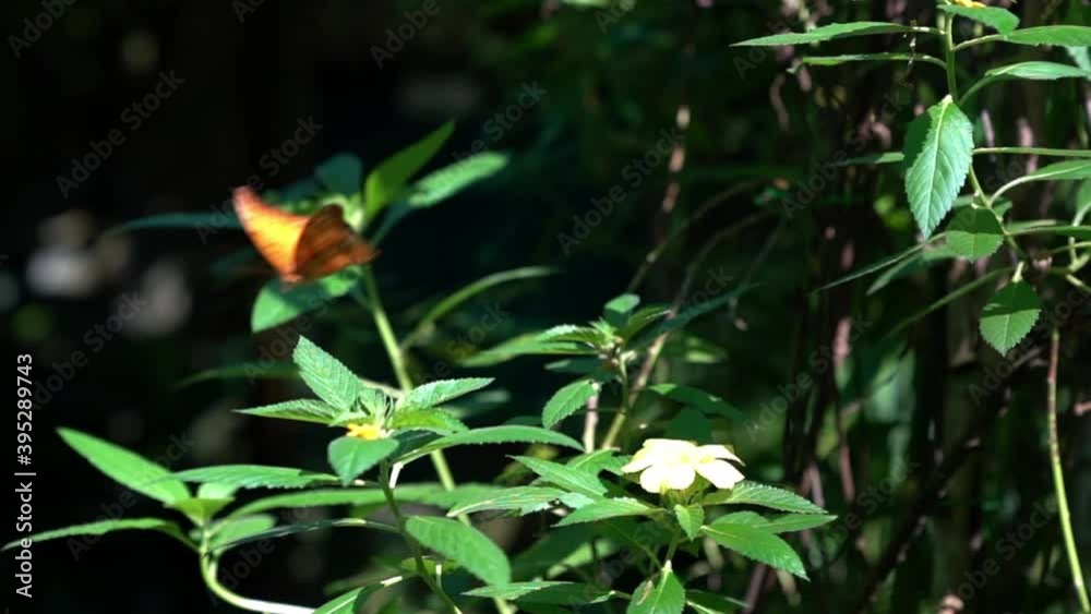 Beautiful butterfly flying in a garden. Closeup shot. Slow motion. Beautiful butterfly flying in a garden. Closeup shot. Slow motion.