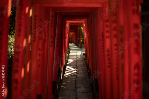 Senbon Torii of Nezu Shrine in Tokyo, Japan #395290992