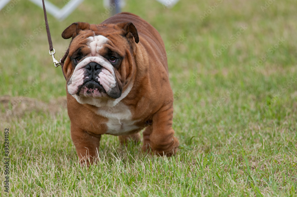 english bulldog walking at dog show english bulldog walking at dog show