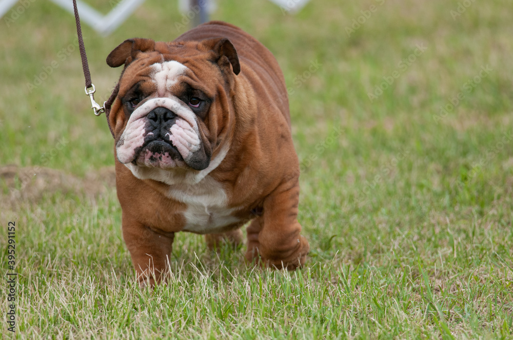 english bulldog walking at dog show