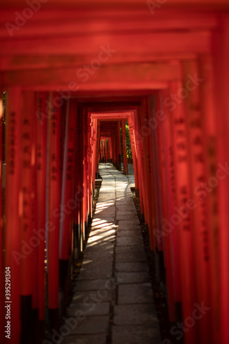 Fototapeta Naklejka Na Ścianę i Meble -  Senbon Torii of Nezu Shrine in Tokyo, Japan