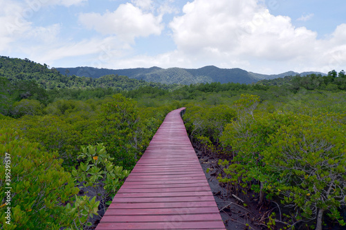 Wallpaper Mural The red wooden walkway between the mangrove forest and blue sky. Torontodigital.ca
