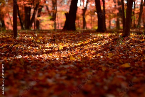 autumn leaf rug at sunset