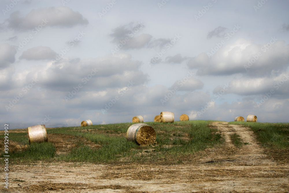 Fototapeta premium hay bale in tuscany countryside