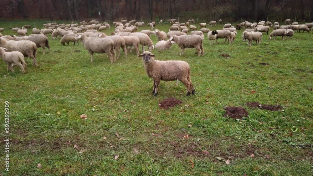 Herd of white sheeps on green pasture in outdoor enclosure. The sheeps and lambs walking around and eating grass. Autumn trees in background Herd of white sheeps on green pasture in outdoor enclosure. The sheeps and lambs walking around and eating grass. Autumn trees in background