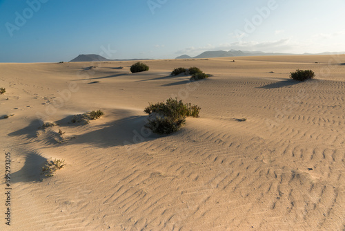 A textured desert dune with some bushes under a clear and blue sky.