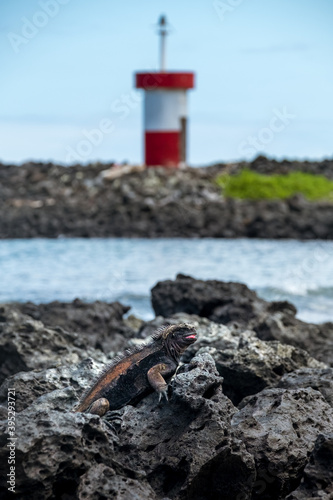 Lighthouse on the background and iguana over some rocks at Galapagos photo