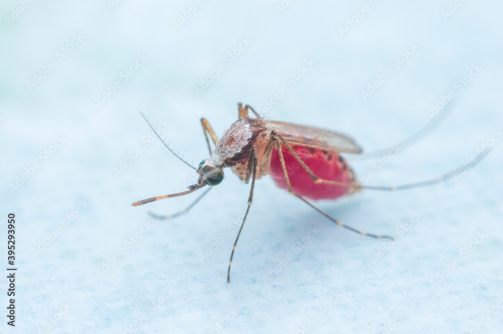 Mosquitoes sucking blood on a white background Mosquitoes sucking blood on a white background