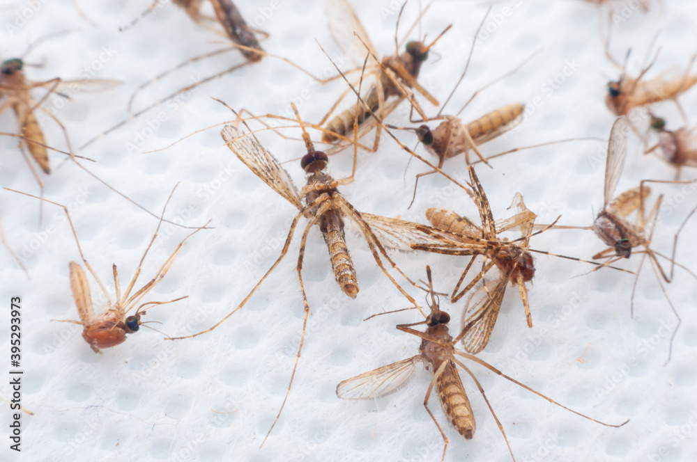 Dead mosquitoes littered with electric shock