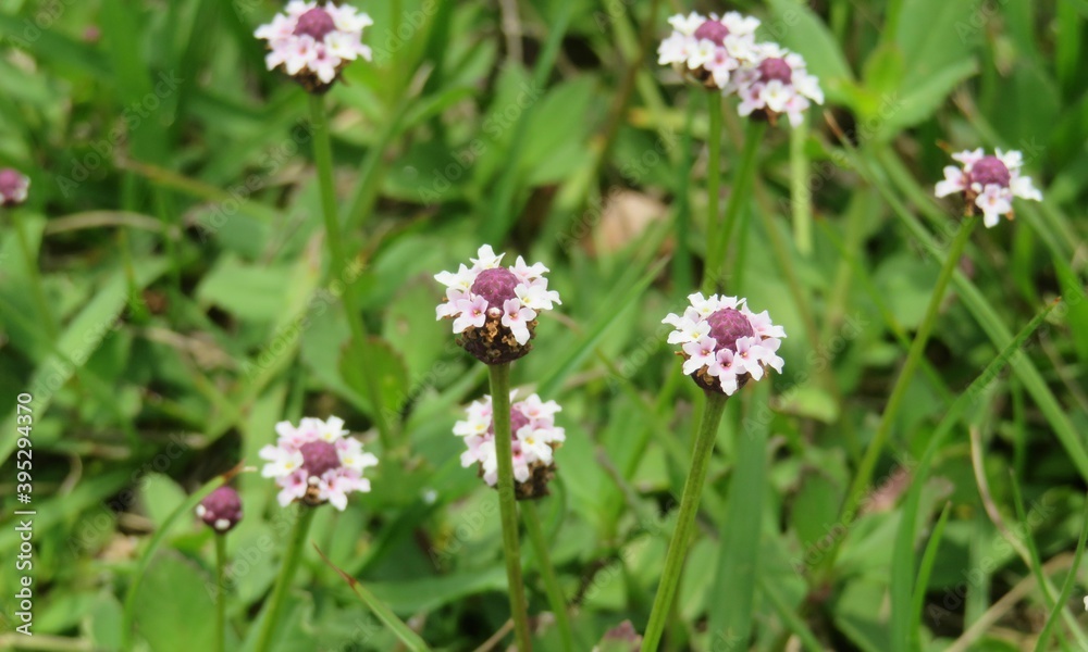 Phyla nodiflora flowers on green leaves background in Florida nature Phyla nodiflora flowers on green leaves background in Florida nature