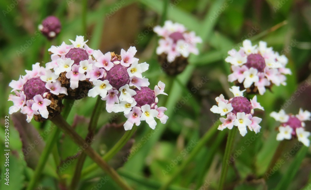 Panoramic view of phyla flowers in Florida wild, closeup Panoramic view of phyla flowers in Florida wild, closeup