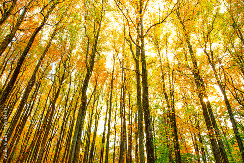 Shenandoah National Park Fall Foliage photo