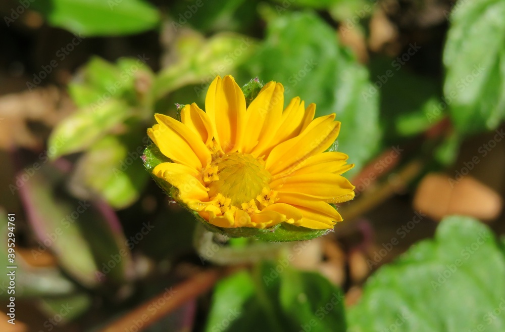 Yellow sphagneticola flower in Florida nature, closeup Yellow sphagneticola flower in Florida nature, closeup