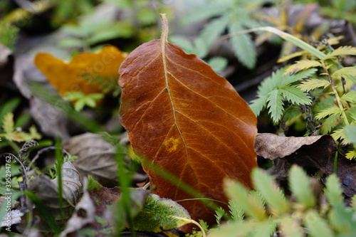 Autumn leaf on the ground photo