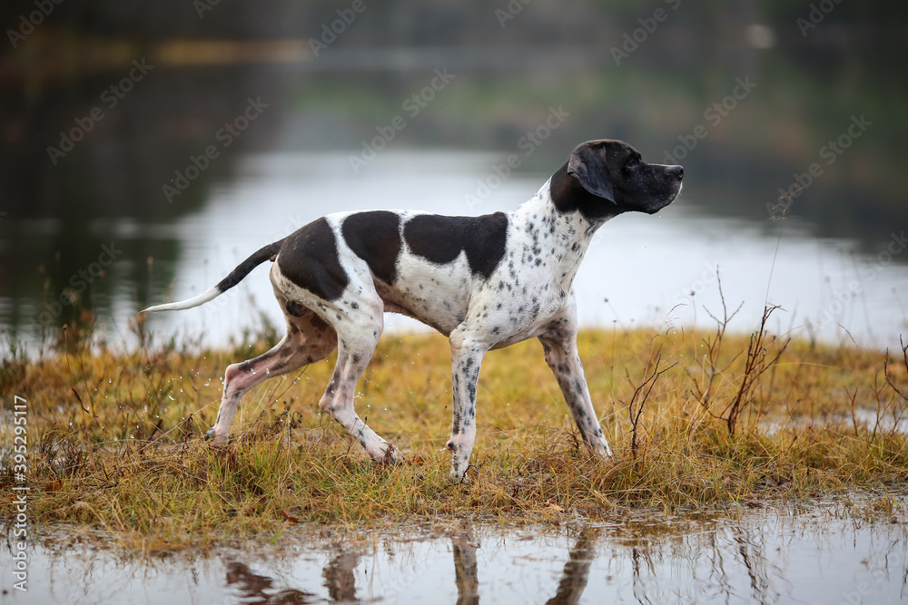 Dog english pointer