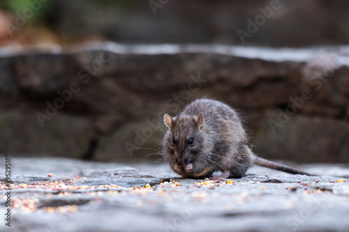 A rodent is seen eating seeds photo