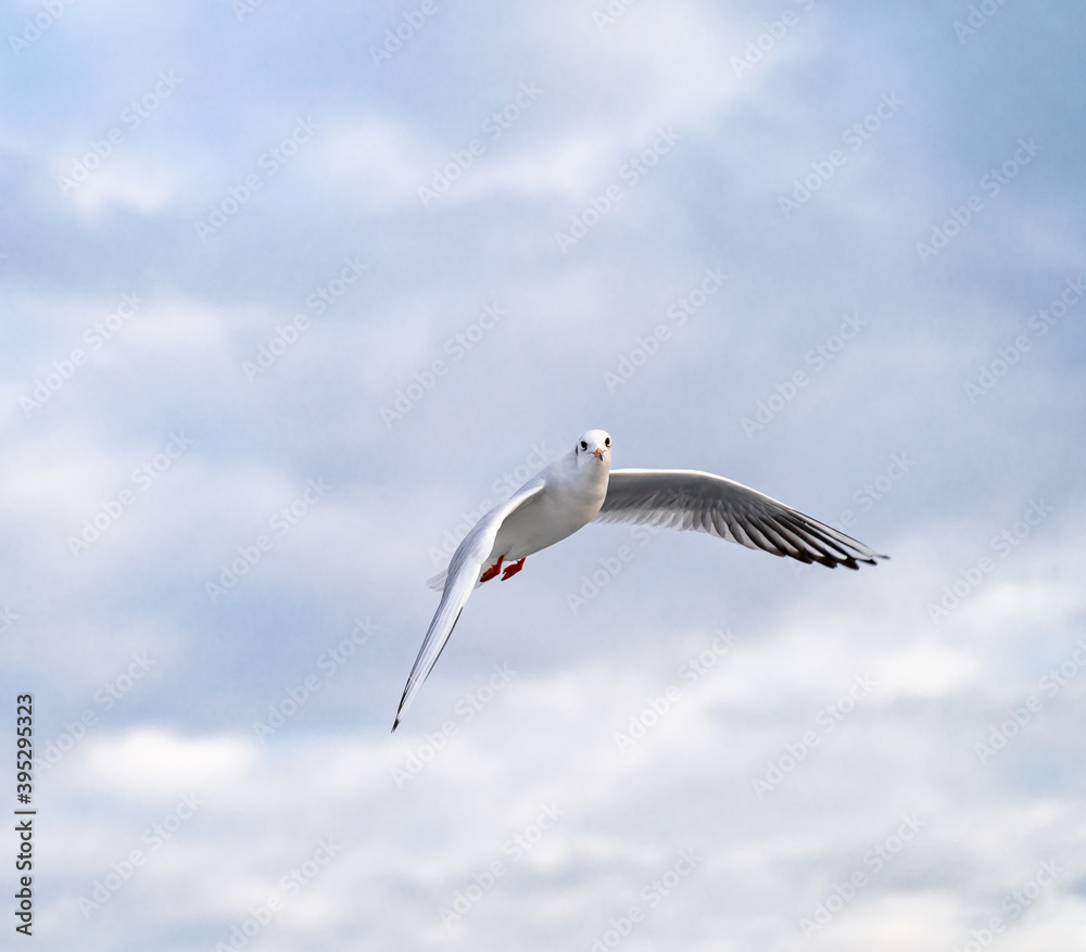 Obraz premium Birds, bird, wings, gulls, gull, tern, hawk, Falcon, sky, atmosphere, clouds, wind, height, flight, sea, day