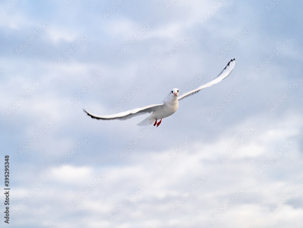 Obraz premium Birds, bird, wings, gulls, gull, tern, hawk, Falcon, sky, atmosphere, clouds, wind, height, flight, sea, day