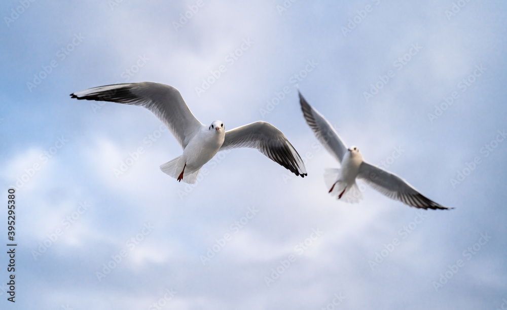 Birds, bird, wings, gulls, gull, tern, hawk, Falcon, sky, atmosphere, clouds, wind, height, flight, sea, day Birds, bird, wings, gulls, gull, tern, hawk, Falcon, sky, atmosphere, clouds, wind, height, flight, sea, day