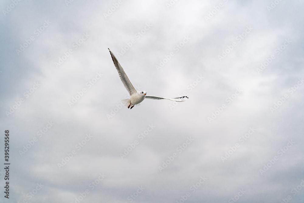 Birds, bird, wings, gulls, gull, tern, hawk, Falcon, sky, atmosphere, clouds, wind, height, flight, sea, day