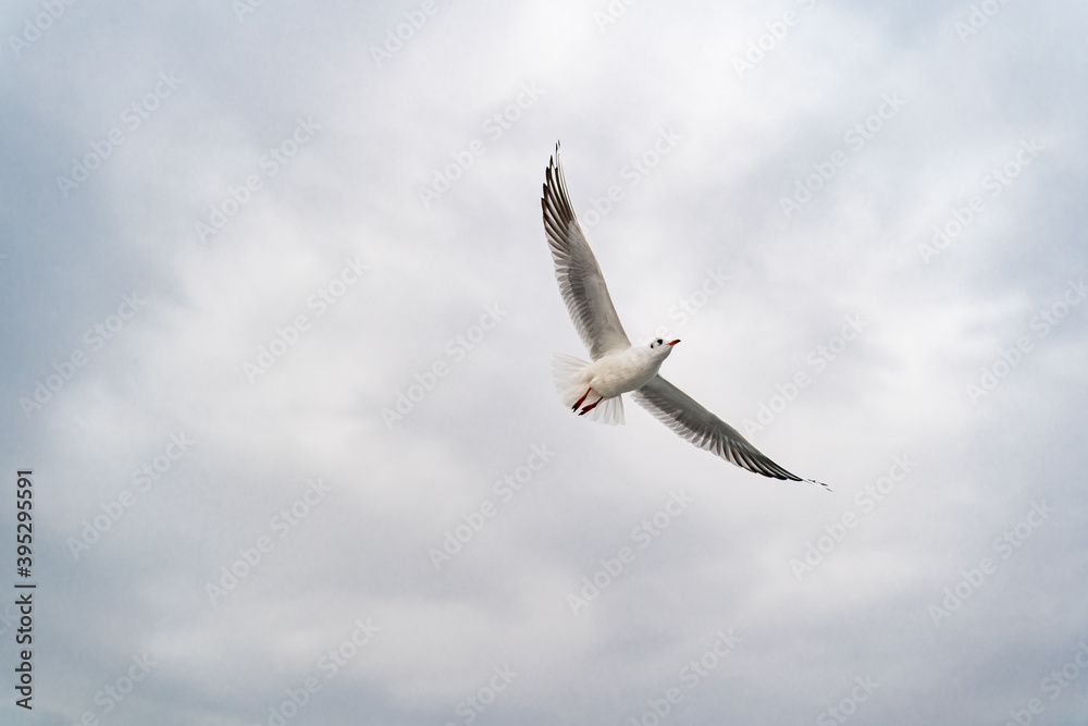 Fototapeta premium Birds, bird, wings, gulls, gull, tern, hawk, Falcon, sky, atmosphere, clouds, wind, height, flight, sea, day
