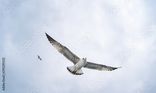 Birds  bird  wings  gulls  gull  tern  hawk  Falcon  sky  atmosphere  clouds  wind  height  flight  sea  day