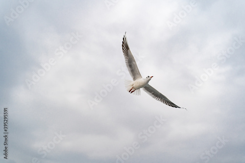 Birds, bird, wings, gulls, gull, tern, hawk, Falcon, sky, atmosphere, clouds, wind, height, flight, sea, day
