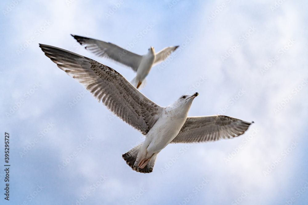Obraz premium Birds, bird, wings, gulls, gull, tern, hawk, Falcon, sky, atmosphere, clouds, wind, height, flight, sea, day