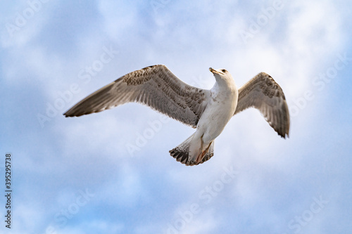 Birds, bird, wings, gulls, gull, tern, hawk, Falcon, sky, atmosphere, clouds, wind, height, flight, sea, day