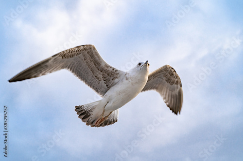 Birds, bird, wings, gulls, gull, tern, hawk, Falcon, sky, atmosphere, clouds, wind, height, flight, sea, day