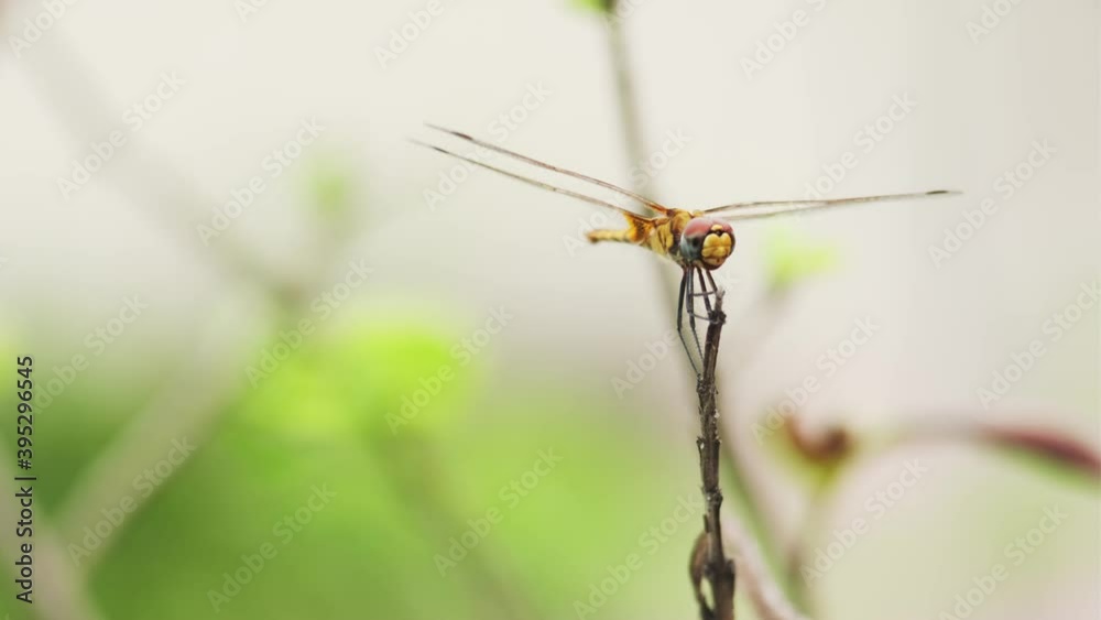 Video of Dragon fly perched on a leaf shot on vintage Carl zeiss Jena 135 mm lens Video of Dragon fly perched on a leaf shot on vintage Carl zeiss Jena 135 mm lens