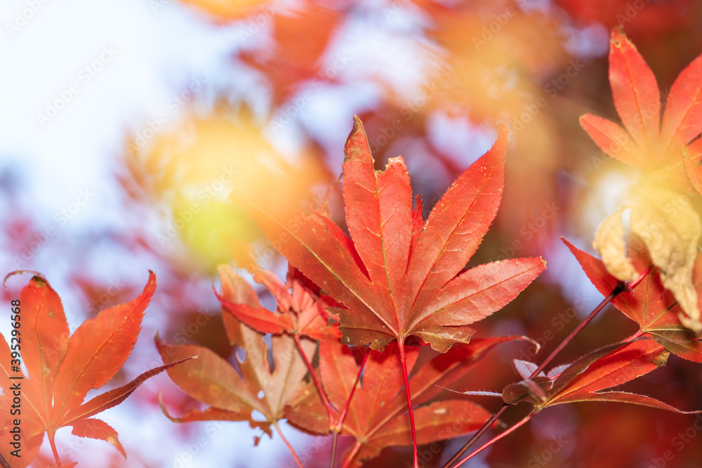 Close up of beautiful maple leaves isolated on bokeh blurry background in autumn season. Close up of beautiful maple leaves isolated on bokeh blurry background in autumn season.