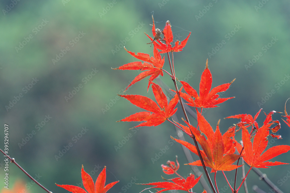 Close up of beautiful maple leaves isolated on bokeh blurry background in autumn season. Close up of beautiful maple leaves isolated on bokeh blurry background in autumn season.