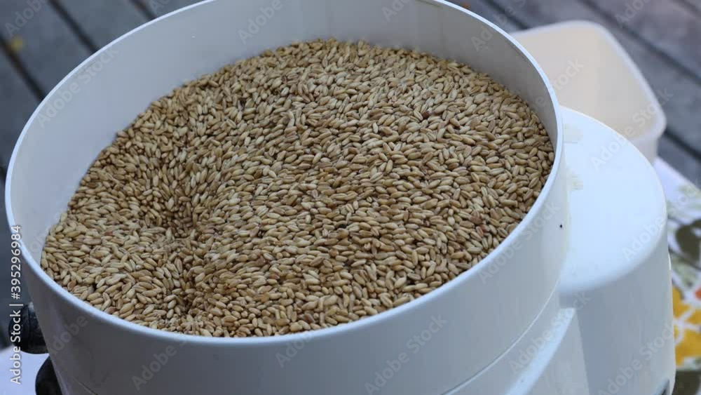 Whole wheat kernels are ground with a small electrical flour mill; kernels fall into the mill from the white plastic hopper Whole wheat kernels are ground with a small electrical flour mill; kernels fall into the mill from the white plastic hopper