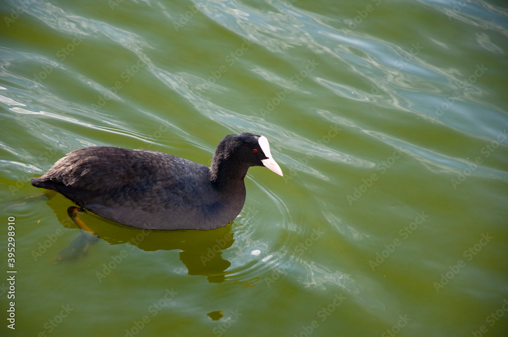 Eurasian coot, black common coot close-up. Wild water bird swimming on blue lake mirror water surface. Wildlife birds watching Eurasian coot, black common coot close-up. Wild water bird swimming on blue lake mirror water surface. Wildlife birds watching
