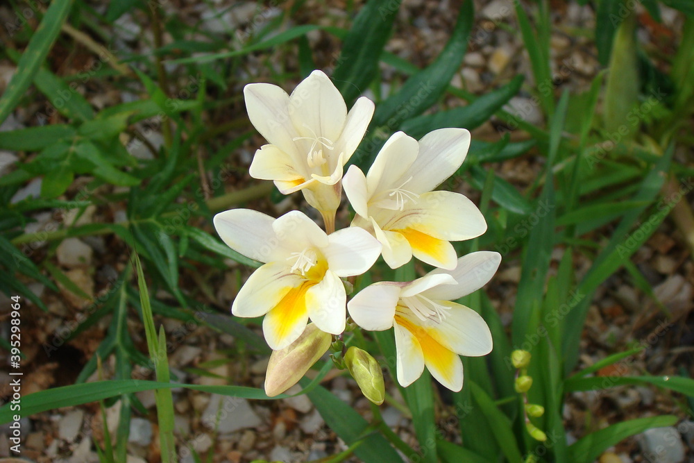 White Kammetjie (Freesia leichtlinii ssp. alba)