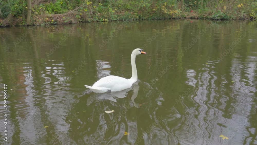 swan swimming away up water swan swimming away up water