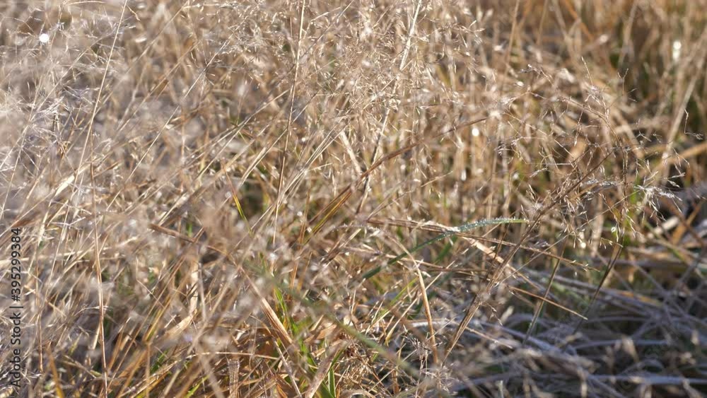 Beautiful golden wilderness grass, smooth motion 4k Beautiful golden wilderness grass, smooth motion 4k