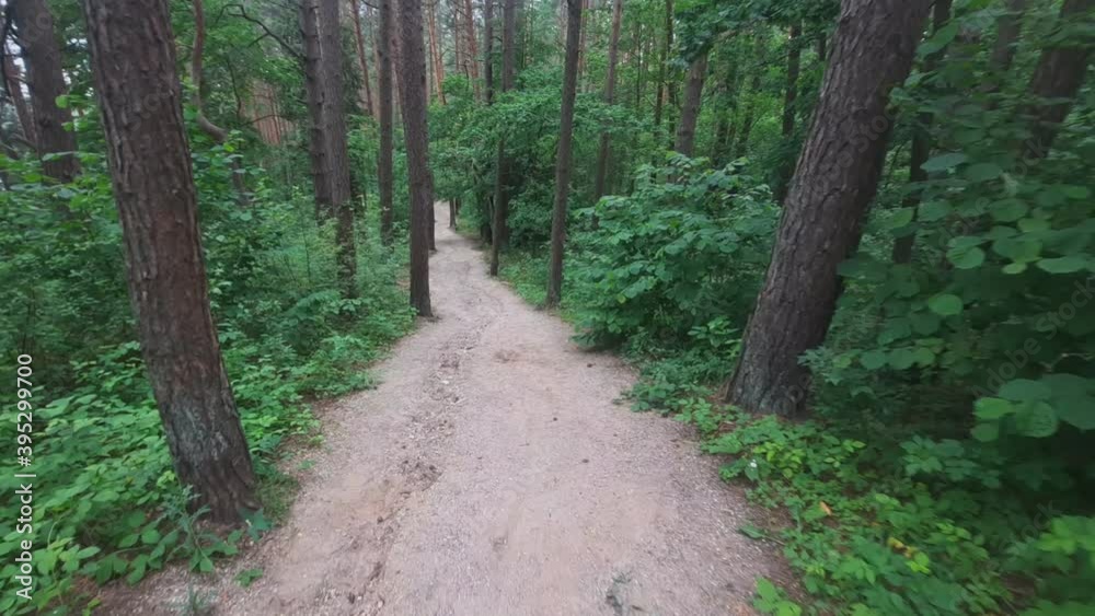 Hiking Trail in the Green Forest. Moving Backwards Hiking Trail in the Green Forest. Moving Backwards