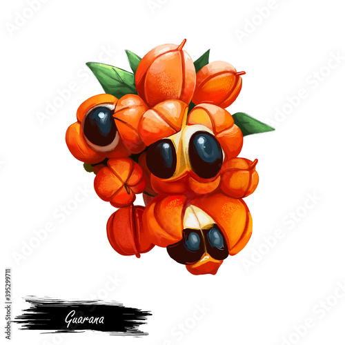 Guarana Paullinia cupana, crysan, sorbilis climbing plant in family Sapindaceae, native to Amazon basin and in Brazil. Digital art illustration of herb with known adhesive effect. Guarana fruits