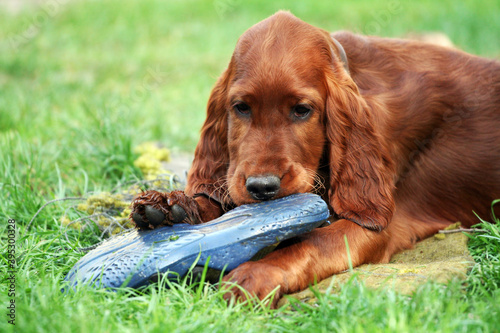 Fotografie Naughty funny dog puppy chewing a slipper shoe in the grass, pet training concep