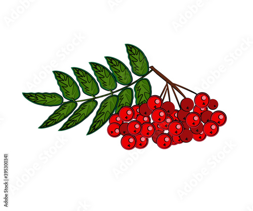 Branch of red rowan on a white background. Cartoon. Vector illustration.