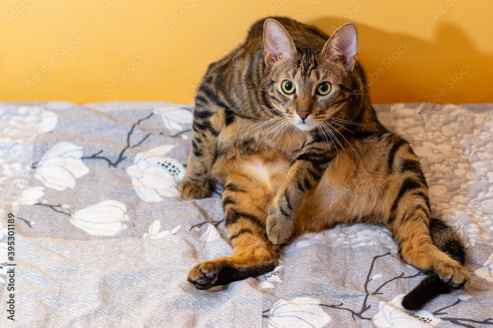 fat brown tabby cat is sitting funny indoors on a bed. looks at the camera. big eyes.