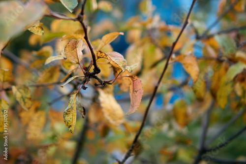 fall foliage