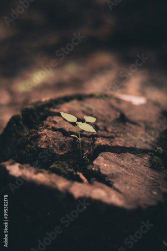 tree on the ground