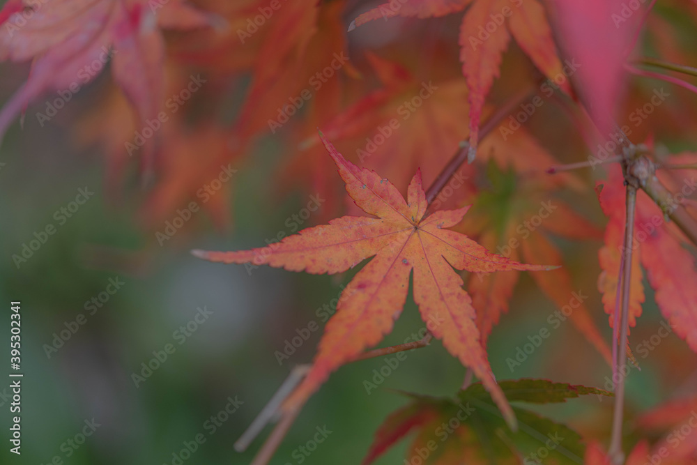 真っ赤なモミジ