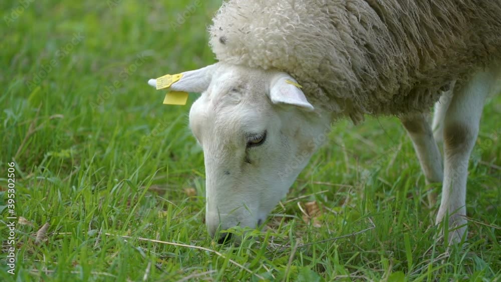 Closer look of the white sheep eating grasses on the ground with the yellow tags on the ears in Estonia Closer look of the white sheep eating grasses on the ground with the yellow tags on the ears in Estonia